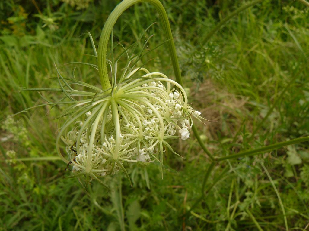Daucus carota